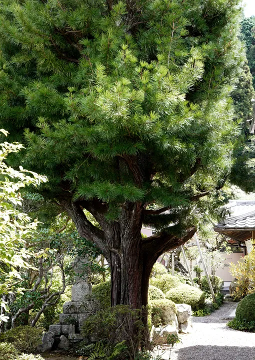 樹齢600年以上の高野槙